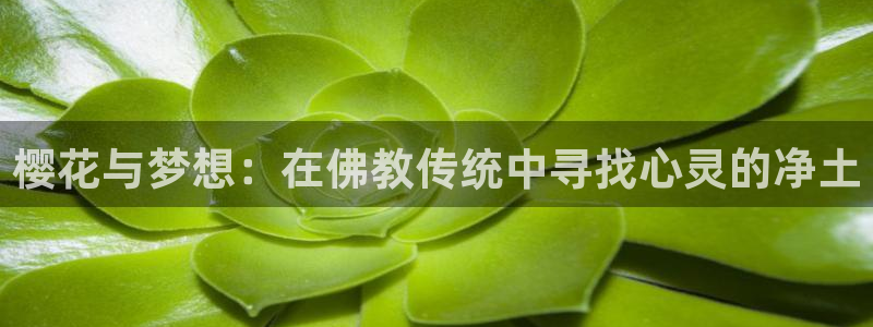 omofun在线观看：樱花与梦想：在佛教传统中寻找心灵的净土