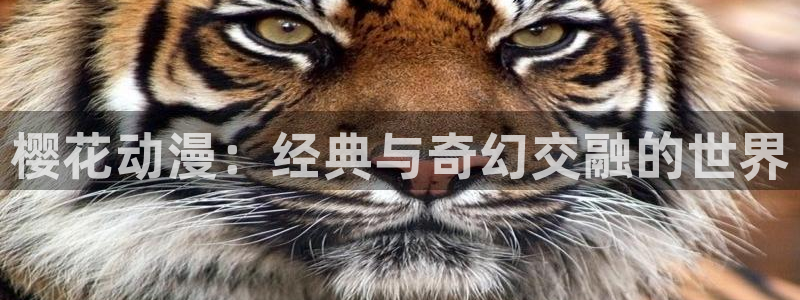 omofun官方app下载